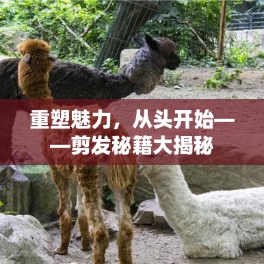 重塑魅力，从头开始——剪发秘籍大揭秘