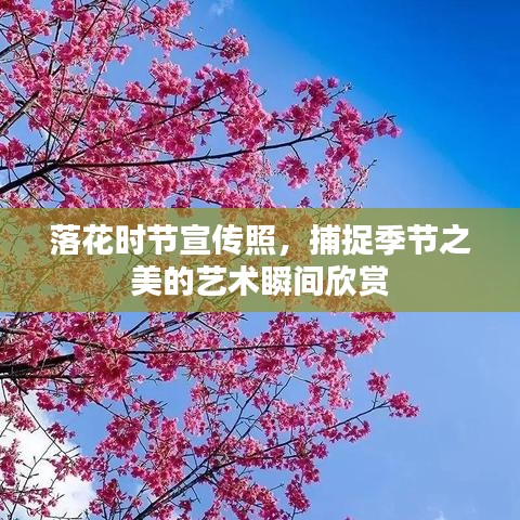 落花时节宣传照，捕捉季节之美的艺术瞬间欣赏