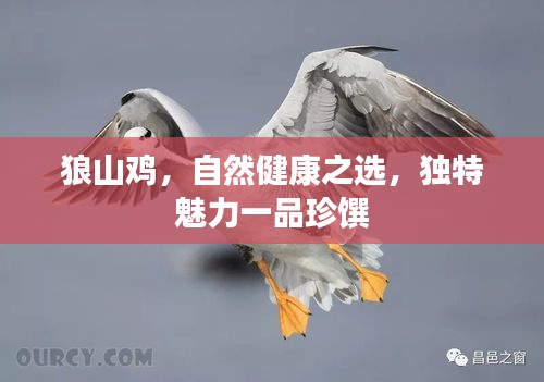 狼山鸡，自然健康之选，独特魅力一品珍馔